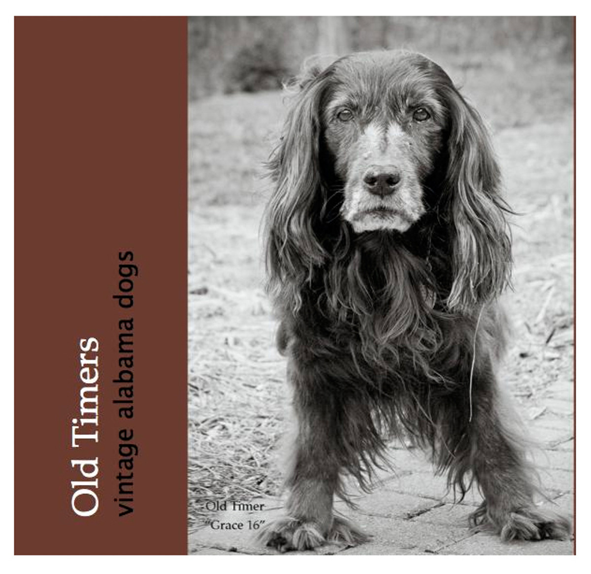 Dog photography coffee table book about older dogs.
