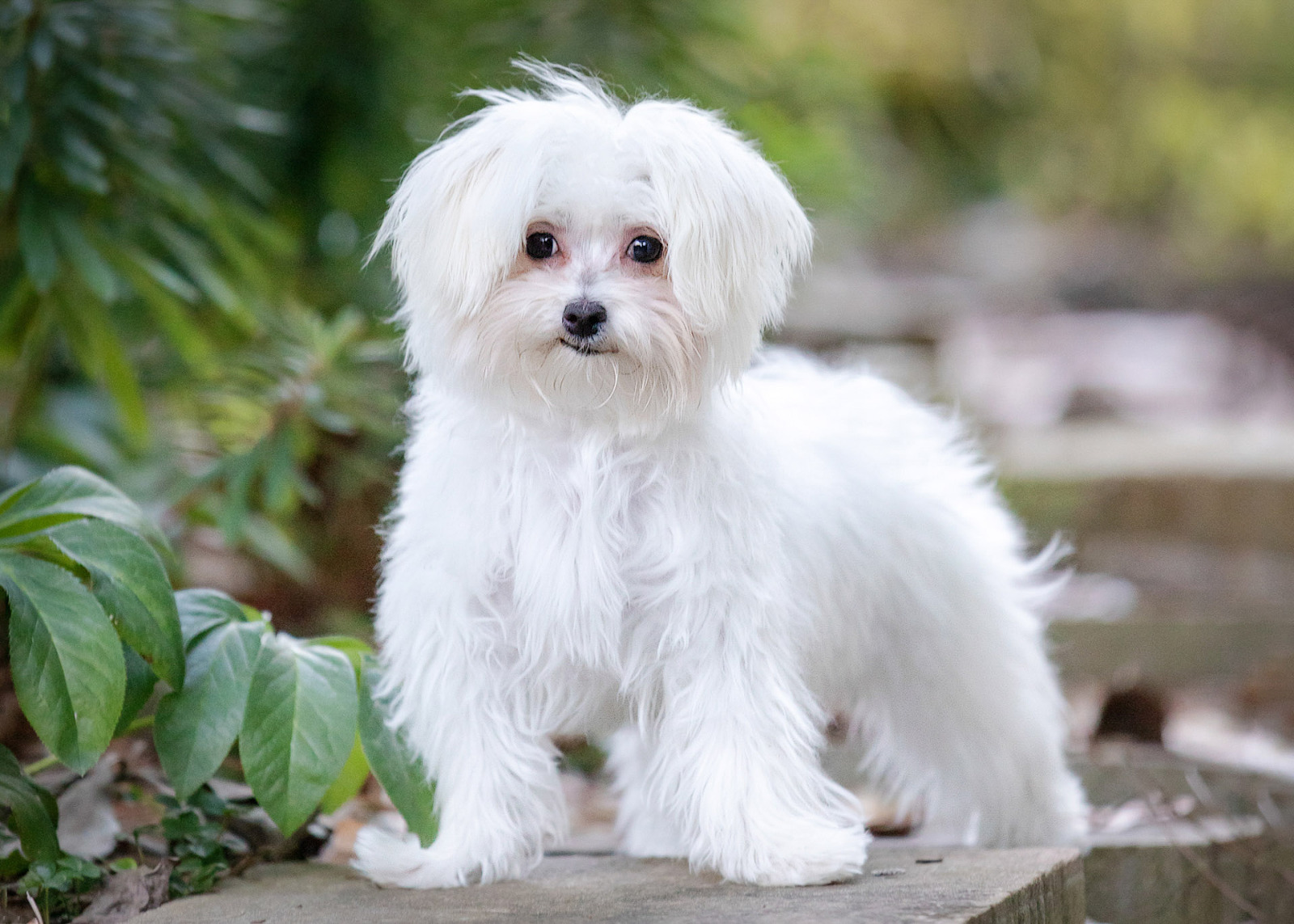 Maltese dog pet photography picture by Irene Gardner in Birmingham, Alabama